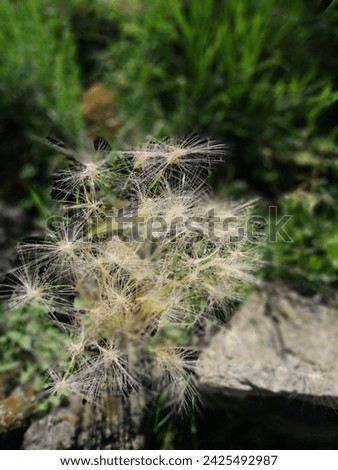 a funny fluffy plant with hairy inflorescences. Barley or Hordeum jubatum in the summer garden. Floral wallpaper