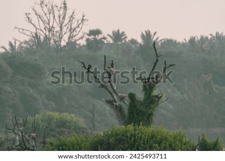 beautiful photograph of vellode bird sanctuary sunset dawn lake mangrove swamp sunrays reflection twilight forest island dead trees perch bushes india backwaters empty negative space ecotourism grass