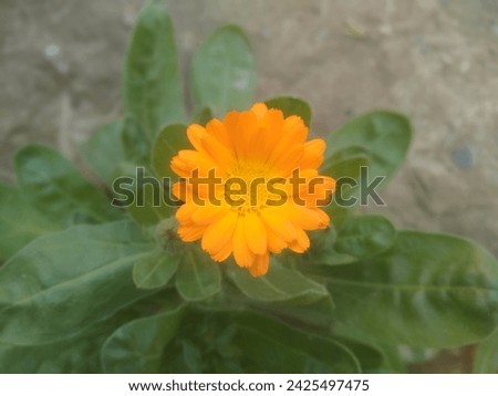 Calendula. gazania flower. Beautiful Pot marigold.Close up of Colorful Pot Marigold flower.Yellow Flower against Green Leaves.Yellow Pot Marigold. Beautiful Calendula Flower. orange flowers.