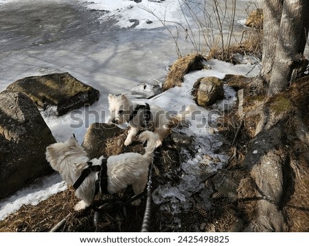 A pair of west highland terrier dogs standing along the icy shore of a pond.