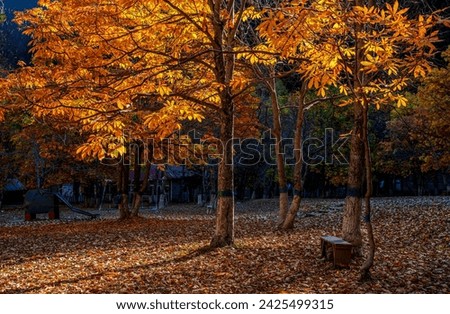 Falling oak leaves on the scenic autumn forest illuminated by morning sun
