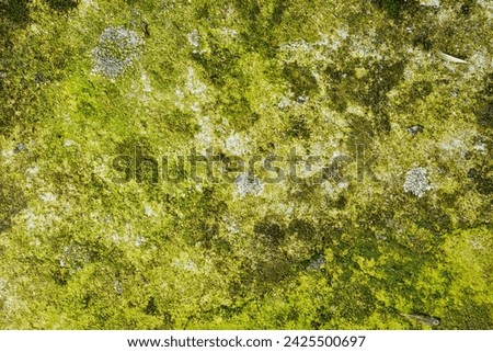 Soil with olive leaves, moss, lichens and other organic materials. Natural texture focus in background.
