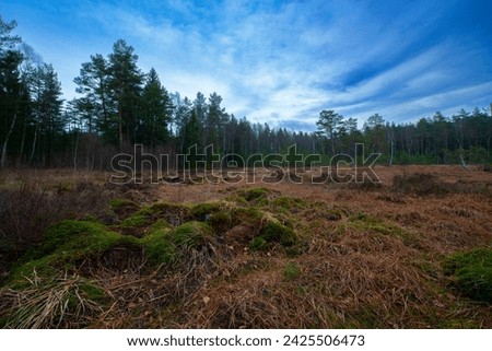 Naturpark Heidenreichsteiner Moor - the marshland in Austria (peat bog, peatbog) Royalty-Free Stock Photo #2425506473