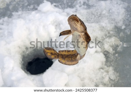 Ice fishing. Fishing Eelpout (Lota lota) in late winter on the northern rivers. Fishing line for bottom fishing (leger rig)