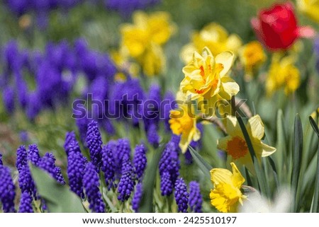 Yellow daffodils and blue grape hyacinths in spring. Floral background. Selective focus. Narcissus, jonquil, muscari. Garden flowers. Spring flower bed. Royalty-Free Stock Photo #2425510197