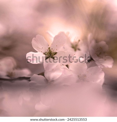 Spring branch with beautiful flowers, flowering plants in park, floral background for text, color photography