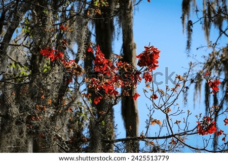Bright Red Leaves amongst the blue sky