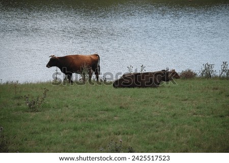 A couple of cows by the river. Two cows are grazing on a green meadow near a pond. Even-toed ungulates are brown in color. One stands by the water, the other lies on the ground and eats grass.