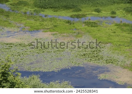 View of a swamp with thickets of lilies. Green swamp. Landscape with river flood