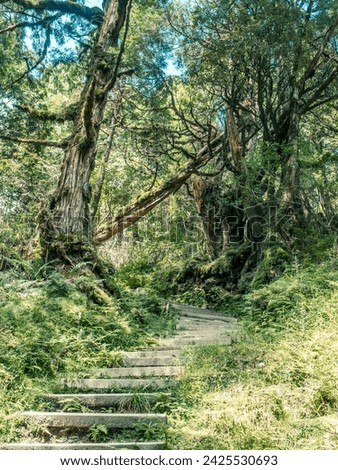 The walkway into the rich natural resouce area of Taiwanese jungle. Royalty-Free Stock Photo #2425530693
