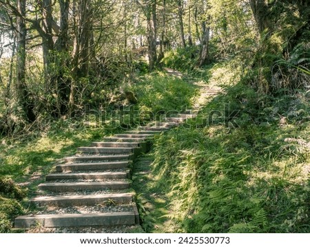 The greenery steps into the rich natural resouce area of Taiwanese jungle. Royalty-Free Stock Photo #2425530773