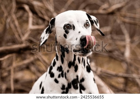 Portrait of a cute Dalmatian dog in the forest. Royalty-Free Stock Photo #2425536655