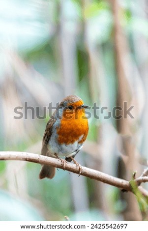 A Cheerful Robin Red Breast (Erithacus Rubecula) perched on a branch in Dublin's National Botanic Gardens.