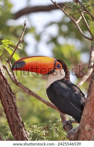 Toucan bird standing on a tree branch