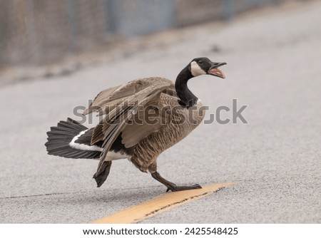 Canada goose honking as it strides across a road. Royalty-Free Stock Photo #2425548425