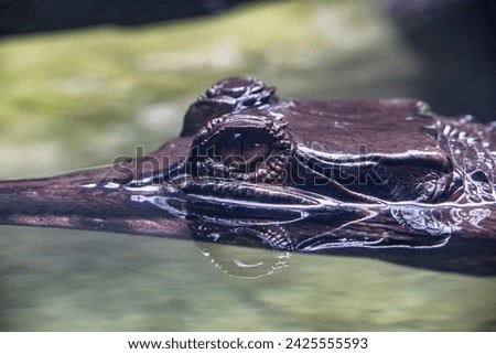 The eye of juvenile false gharial. A freshwater crocodilian native to Malaysia, Borneo, Sumatra, and Java.
It is dark reddish-brown above with dark brown or black spots and cross-bands on the back Royalty-Free Stock Photo #2425555593