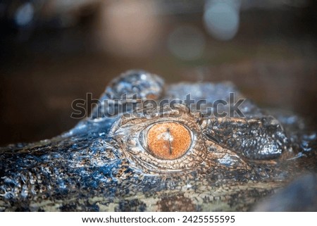 the closeup image of  smooth-fronted caiman (Paleosuchus trigonatus) 's eye. It is a crocodilian from South America, where it is native to the Amazon and Orinoco Basins.  Royalty-Free Stock Photo #2425555595