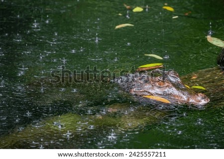 a Cuvier's dwarf caiman is in the pond.
It is a small crocodilian in the alligator family from northern and central South America. 
It lives in riverine forests, flooded forests near lakes. Royalty-Free Stock Photo #2425557211