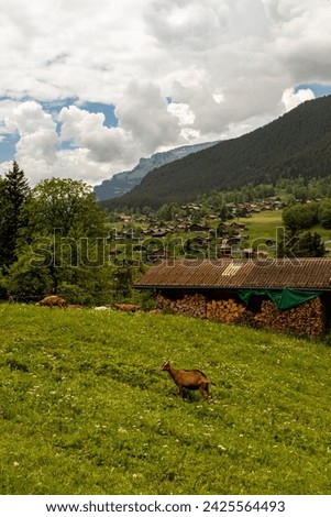 Picture of Goats in a Field in Switzerland with Houses and Mountains in the Background