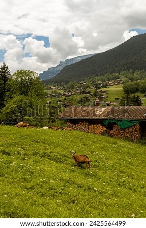 Picture of Goats in a Field in Switzerland with Houses and Mountains in the Background