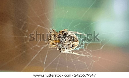 A spider of the Metepeira Labyrinth type, with thin legs and a round belly is resting in its web Royalty-Free Stock Photo #2425579347