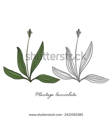 vector drawing plantain ,Plantago lanceolata , hand drawn illustration of medicinal plant Royalty-Free Stock Photo #2425581085
