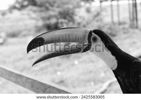 toucan bird outdoor, closeup. toucan bird in wildlife. toucan bird with orange beak.