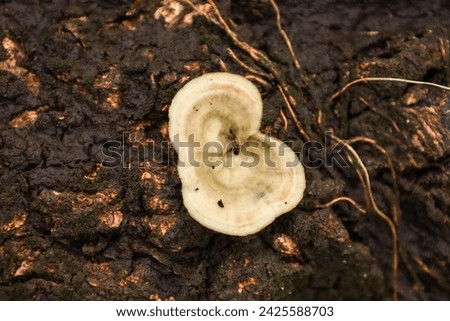 Mushrooms that look similar to naturally occurring reishi mushrooms Occurs naturally on rotting wood. Not recommended to eat. For background with copy space.