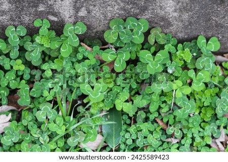 Landscape of four leaf white clover with grass around it Royalty-Free Stock Photo #2425589423