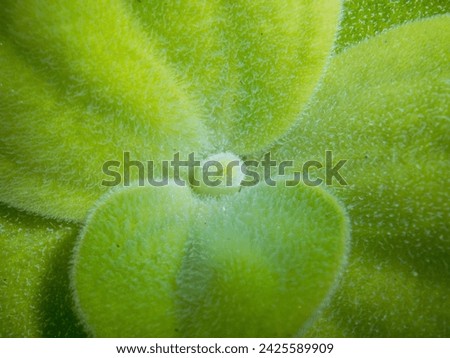 Pistia Water Letture Close-up leaves background