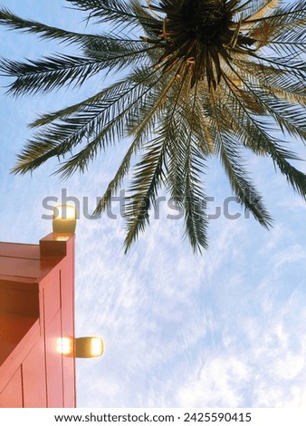 View of the palm tree from below. Vertical photo. High quality photo