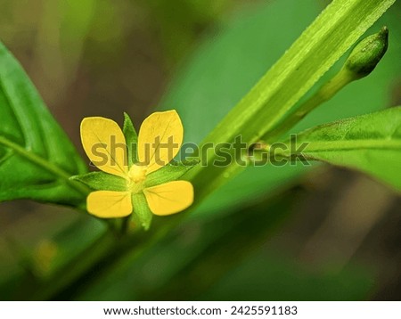 Nature background, close-up view, beautiful flower Ludwigia hyssopifolia plant. Royalty-Free Stock Photo #2425591183