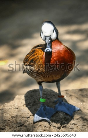 White-faced Whistling Duck is standing sunbathing cleaning its feathers
