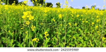 Vivid beauty - Close-up of mustard flowers in a yellow farm, capturing the essence of nature's golden tapestry. Perfect for agriculture, floral concepts, and vibrant visual storytelling.  Royalty-Free Stock Photo #2425595989