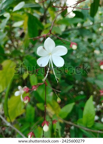 Stunning solitary Clerodendrum inerme(Koinal ,Glory bower,Bag Flow,Bleeding heart)white flower in selective focus blurred background hd hi-res jpg stock image photo picture side ankle view.