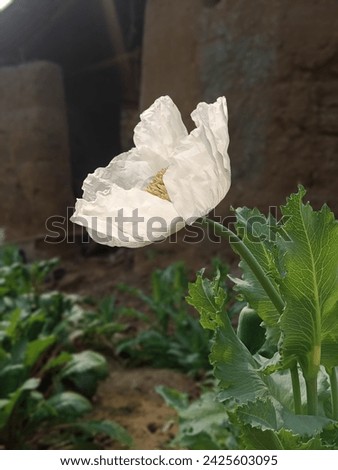 The one of the rear and high costly plant in india. Poppy flower 🌼🌿
