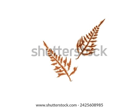 Aspargo Plumoso red leaves fill color abstract in white background tropical leaves, identity style, decoration vector