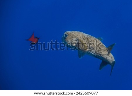spon fin porcoupinfish in deep blue water with a other little fish in egypt