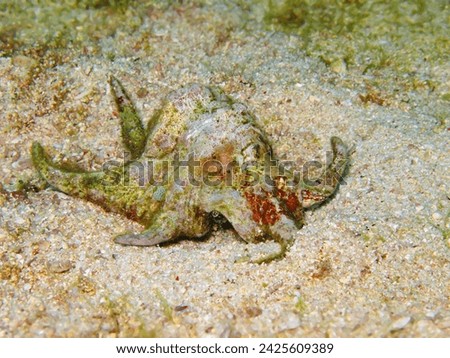 Hiding hermit crab in the shell. Underwater animal photography from scuba diving. Animal portrait, crab on the seabed. Marine life in the tropical ocean, travel picture.