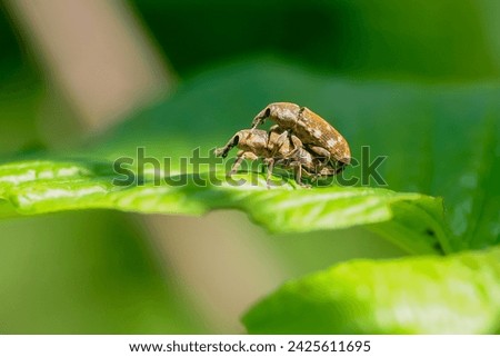 weevils on the leaves are mating