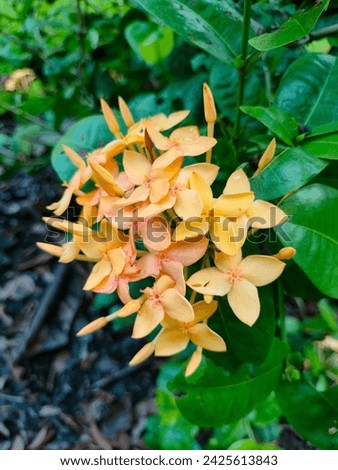 Yellow Ashoka(Ixora Chinensis,Jungle flame,Saraca asoca)tree flowers with leaves details ultrahd hi-res jpg stock image photo picture side view selective focus blurred background
