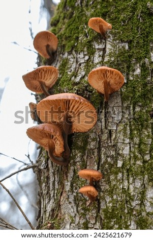 Mushroom flammulina velutipes (winter honey agarics) grow on a tree trunk, mushroom family Royalty-Free Stock Photo #2425621679
