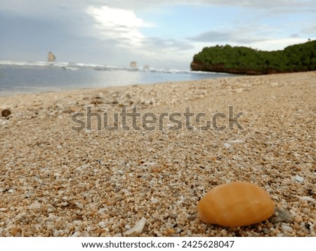 the beauty of the white sand beach with seashells