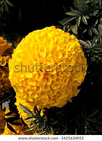 Bangladesh navy Botanical garden flowers pictures, 