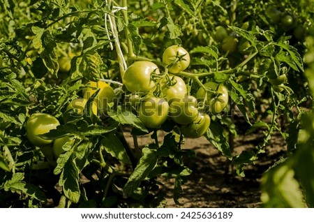 Green tomatoes planted in a vegetable garden, velvety green leaves and round tomato fruits, close-up, background picture.  Agriculture, gardening season, rural style.
