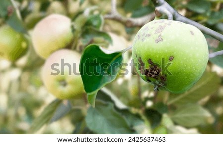 There are green apples in this picture.Apple scab is affected.
