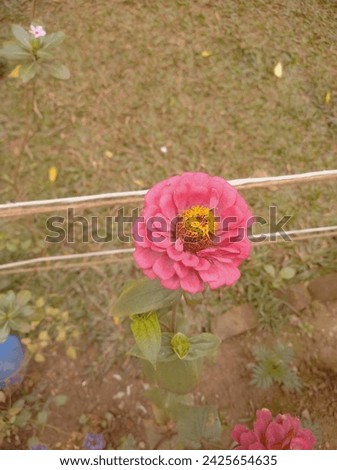 Real Flower Photo royalty-free images