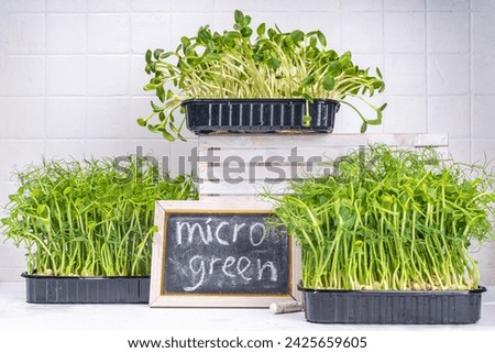 Fresh grown microgreens, on kitchen white table corner. Home grown healthy superfood microgreens. Microgreen Baby leavessprouts in plastic trays, Urban home microgreen farm. Royalty-Free Stock Photo #2425659605