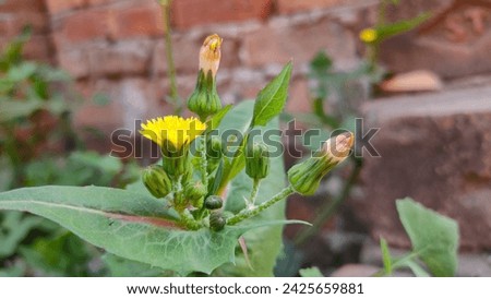 Yellow flowers and green background  Royalty-Free Stock Photo #2425659881