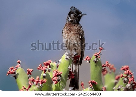 Red vented bulbul sitting on a wild Euphorbia plant, the bulbul is looking beautiful due to the blue sky and pink color flower of the plant, place Barda Sanctuary Ranawav, Gujarat 2016